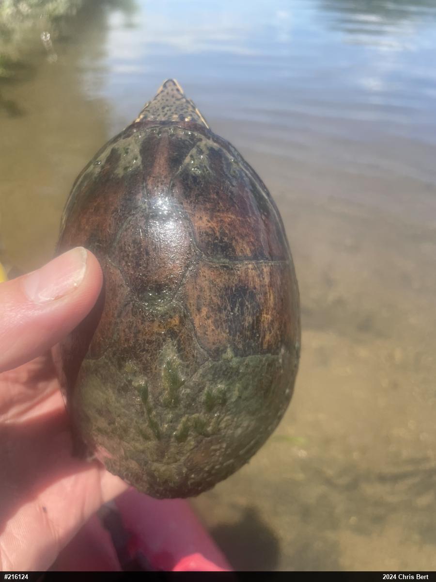 Eastern Musk Turtle