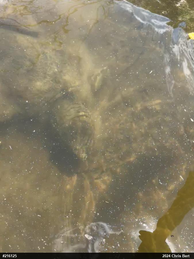 Snapping Turtle