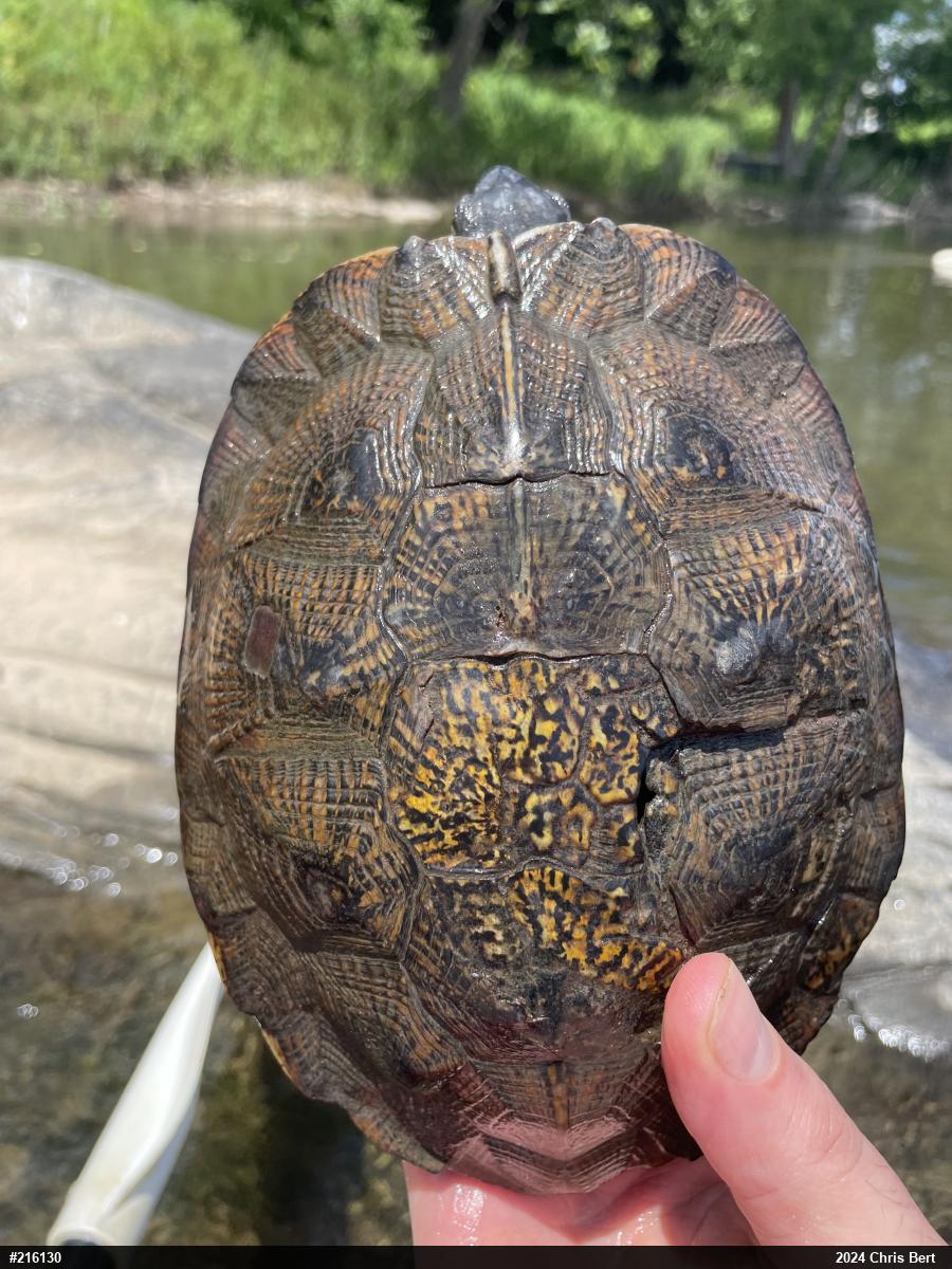 Wood Turtle