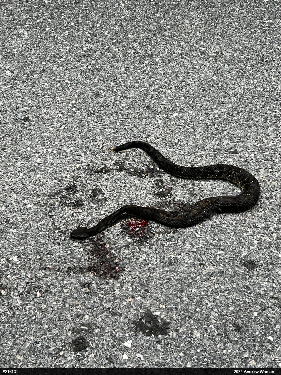 Timber Rattlesnake