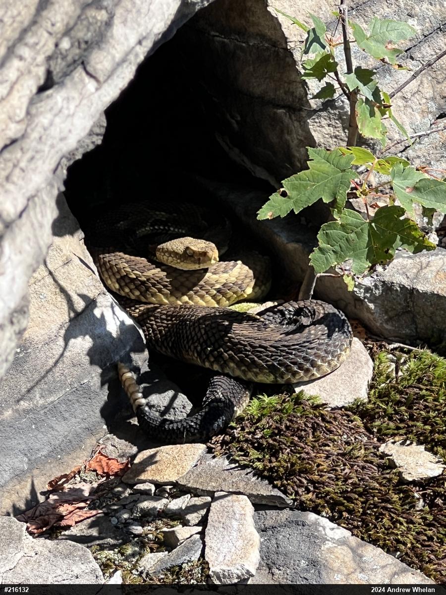 Timber Rattlesnake