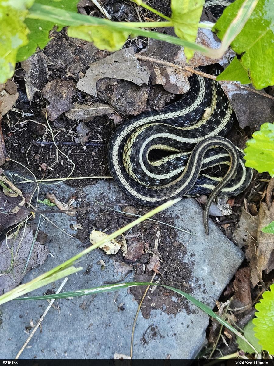 Eastern Gartersnake