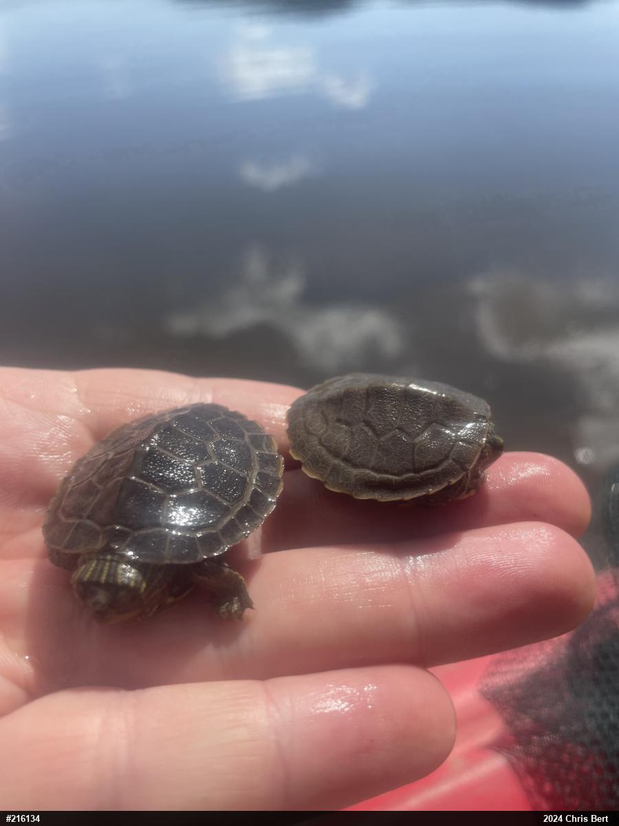 Northern Map Turtle