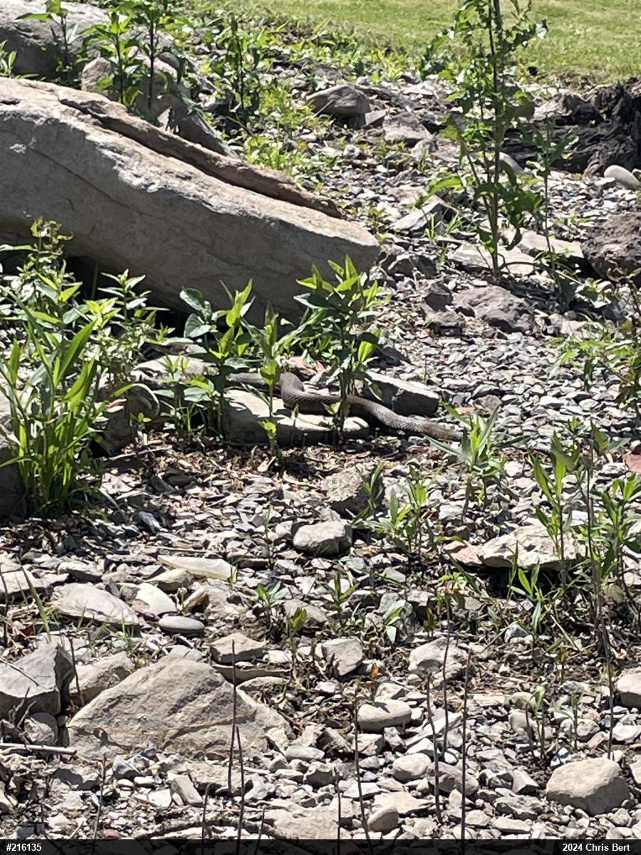 Northern Watersnake