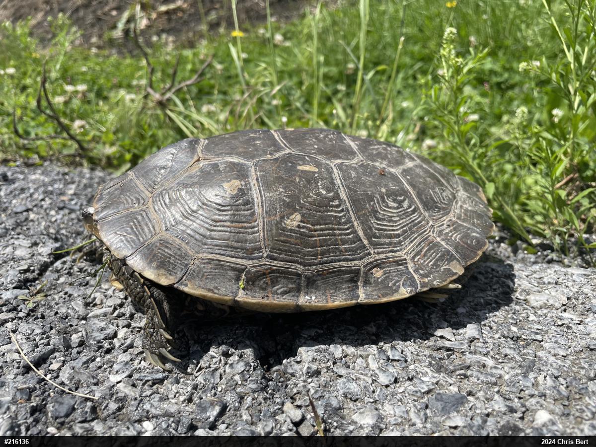 Northern Map Turtle