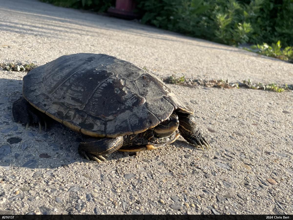 Northern Map Turtle