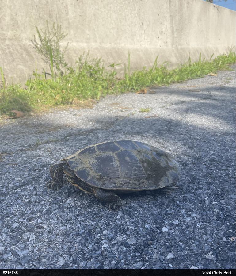 Northern Map Turtle