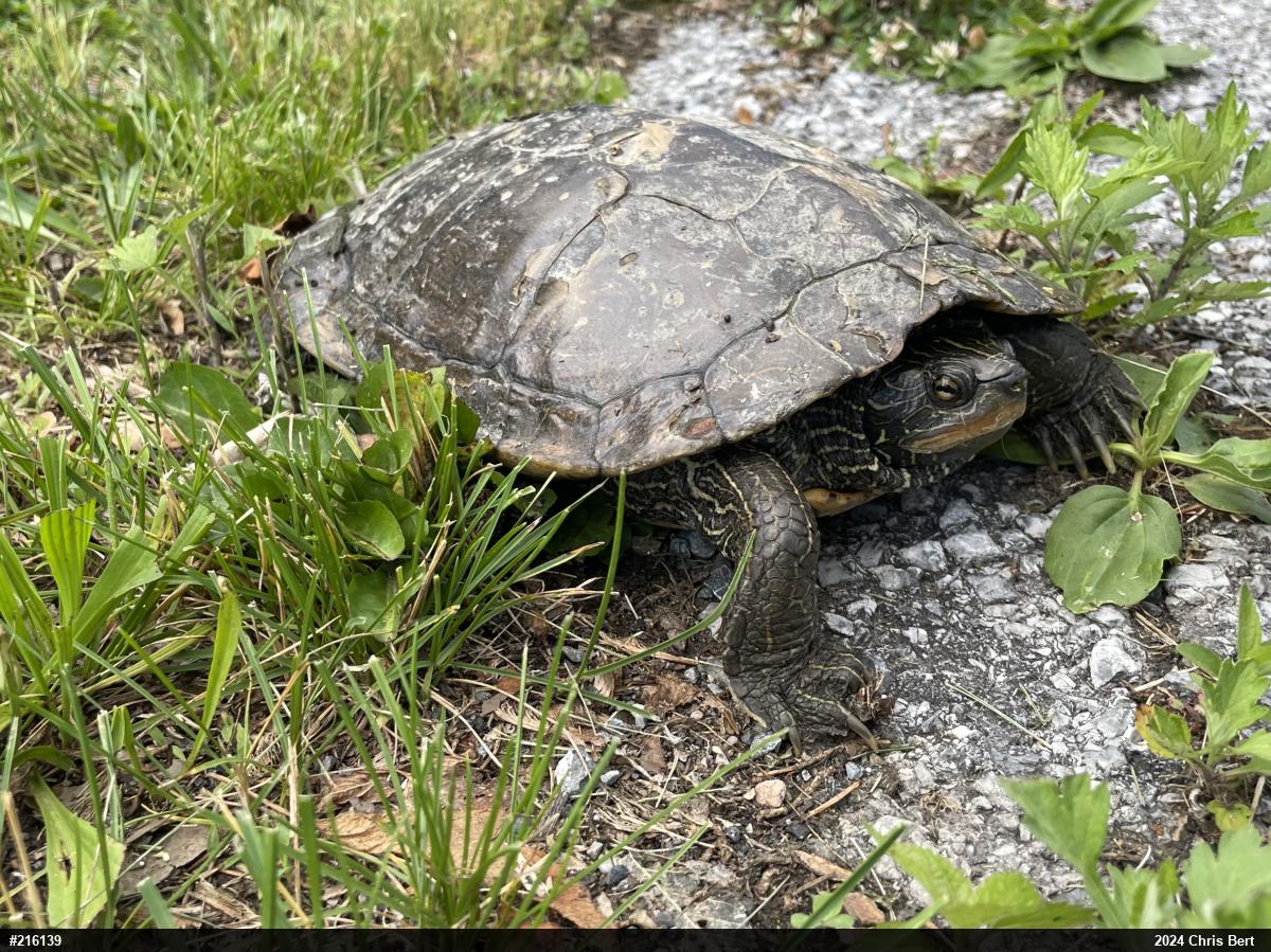 Northern Map Turtle