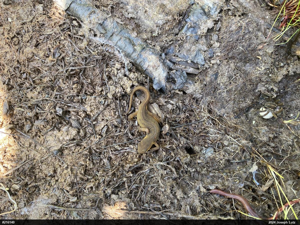 Red-spotted Newt