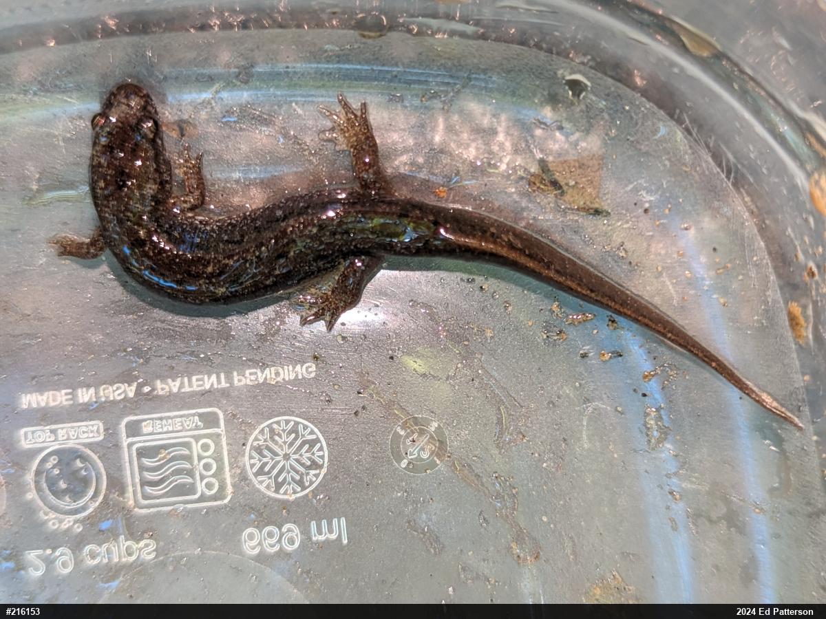 Northern Dusky Salamander