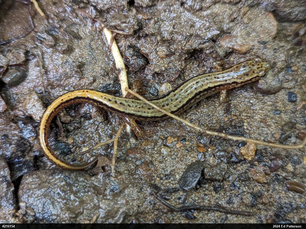Northern Two-lined Salamander