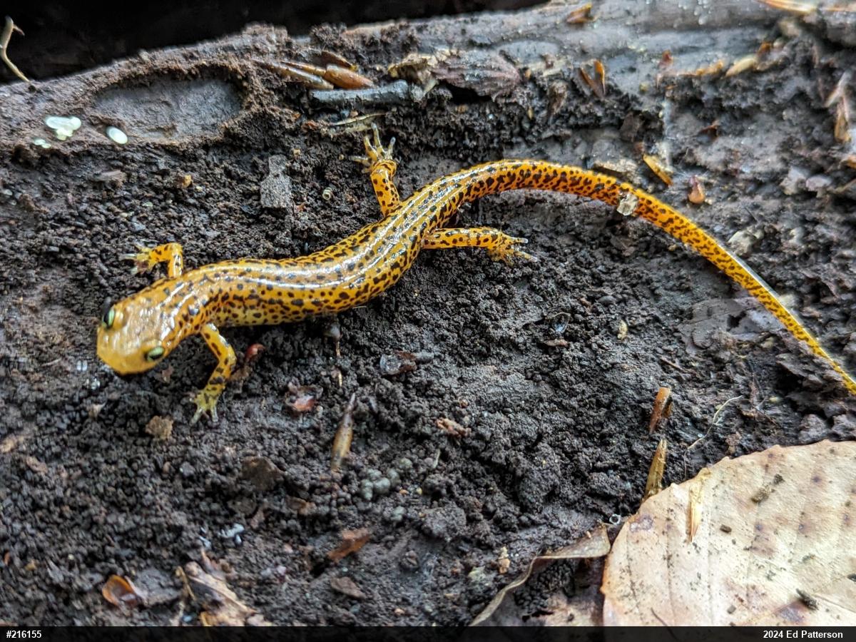 Eastern Long-tailed Salamander
