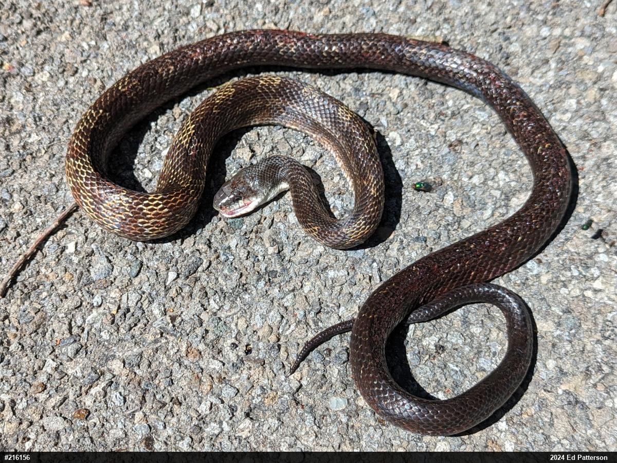 Eastern Ratsnake