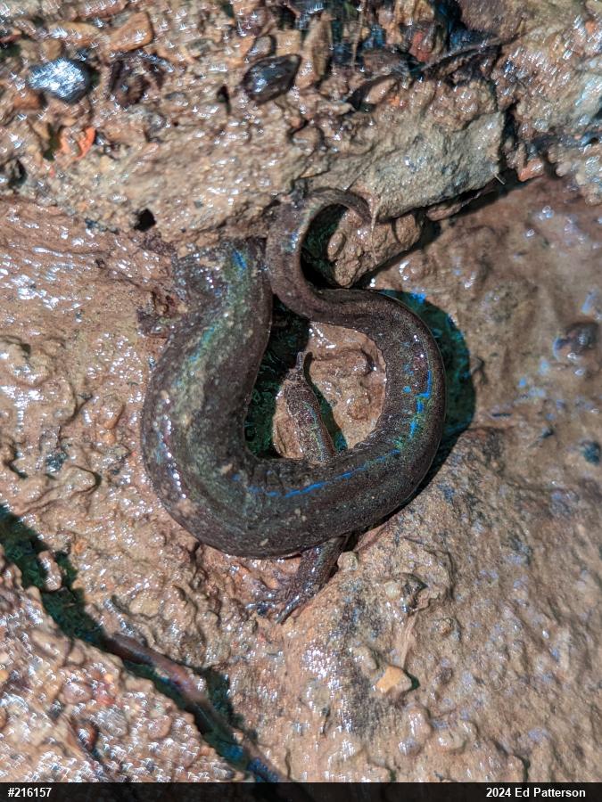 Northern Dusky Salamander