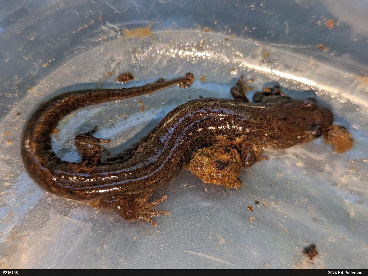 Northern Dusky Salamander