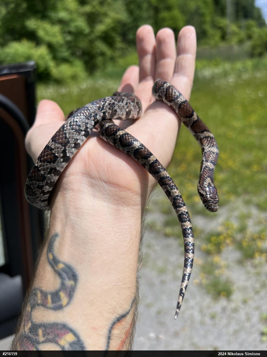 Eastern Milksnake