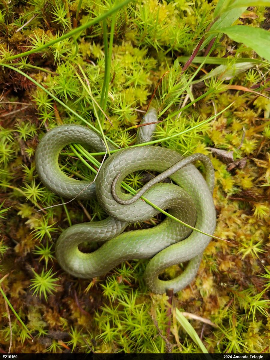Smooth Greensnake