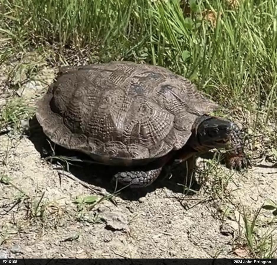 Wood Turtle
