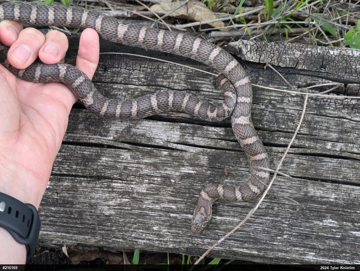 Eastern Milksnake