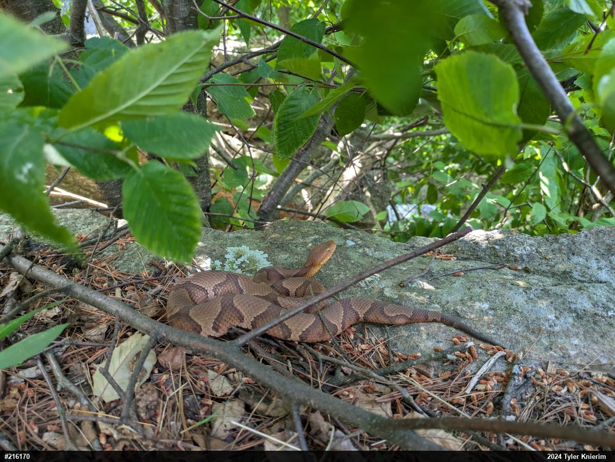 Northern Copperhead