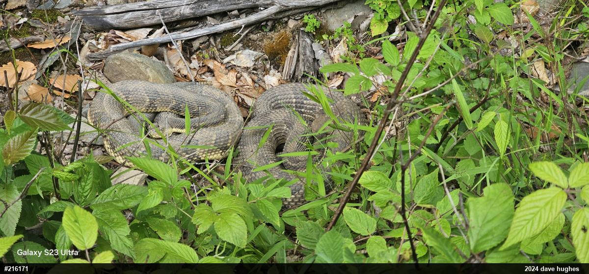 Timber Rattlesnake
