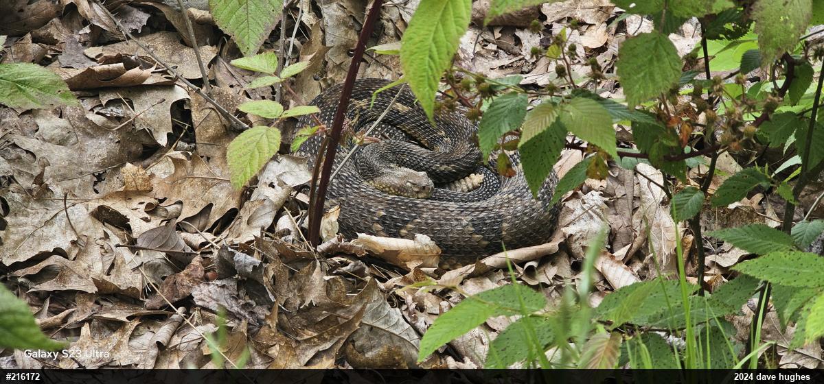 Timber Rattlesnake