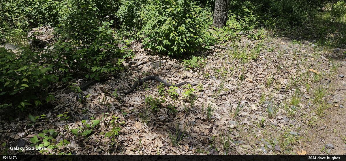 Timber Rattlesnake