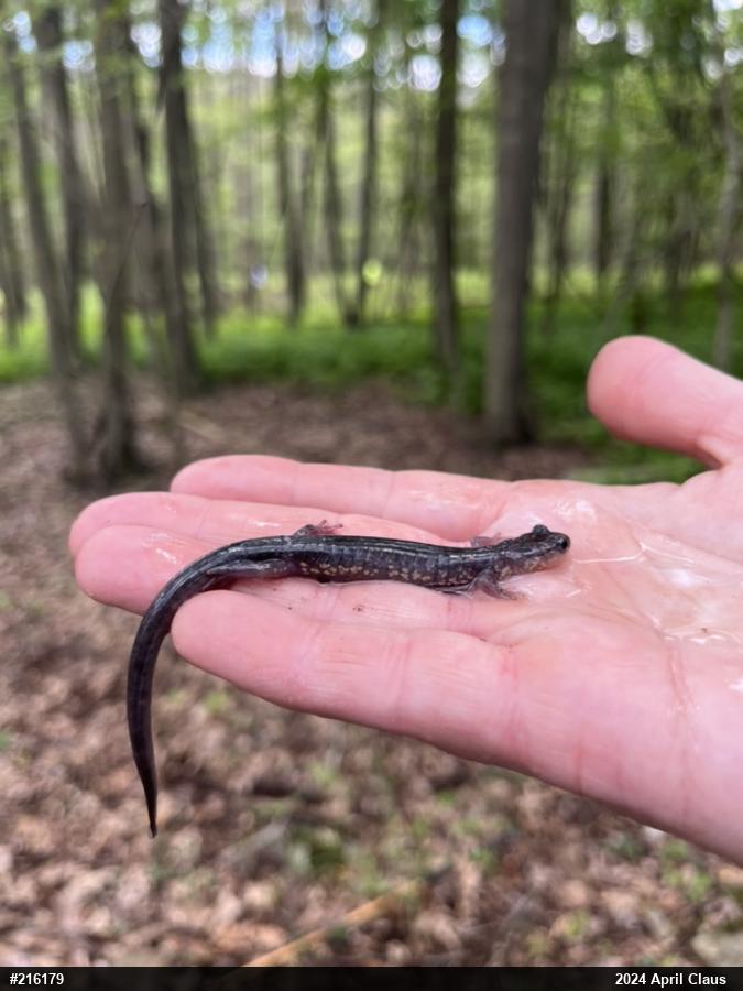 Wehrle's Salamander