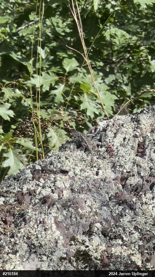 Eastern Fence Lizard