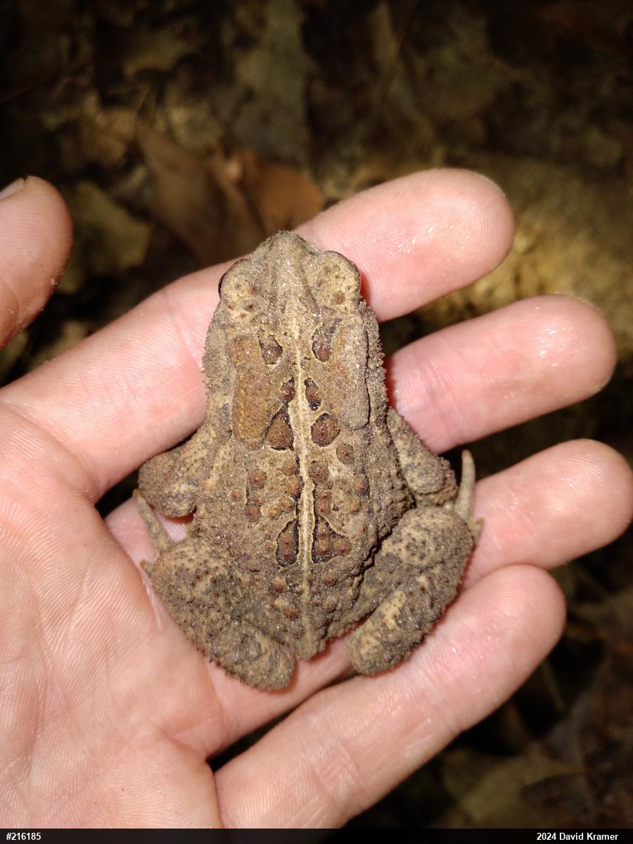 Eastern American Toad