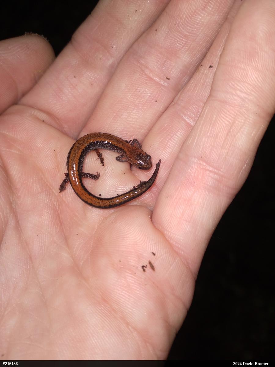 Eastern Red-backed  Salamander