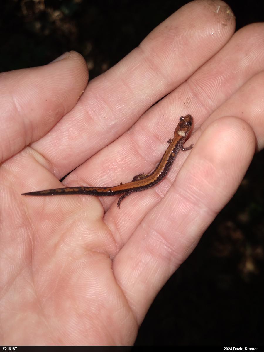 Eastern Red-backed  Salamander