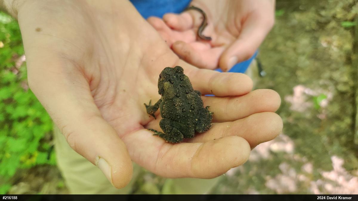 Eastern American Toad