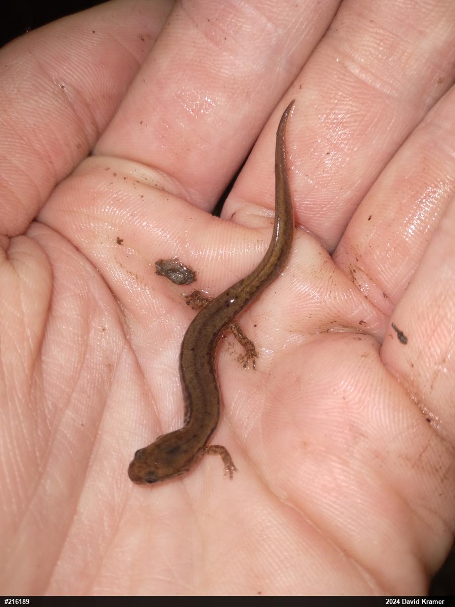 Northern Two-lined Salamander