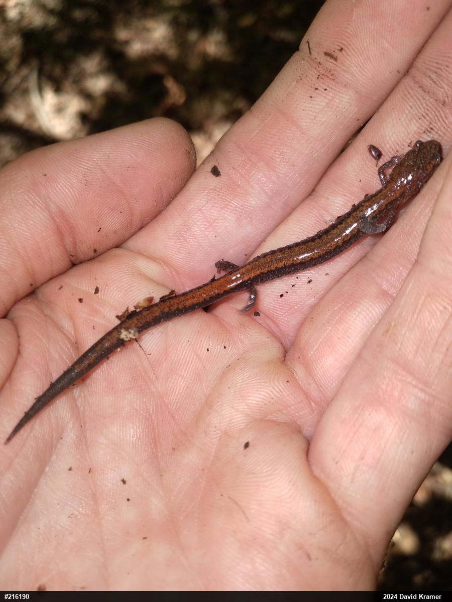 Eastern Red-backed  Salamander
