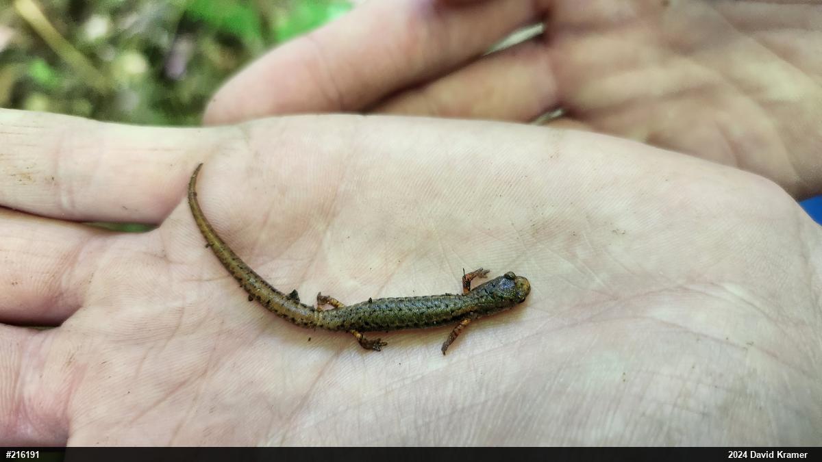 Four-toed Salamander