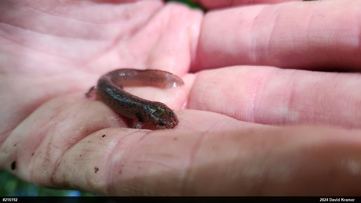 Northern Red Salamander
