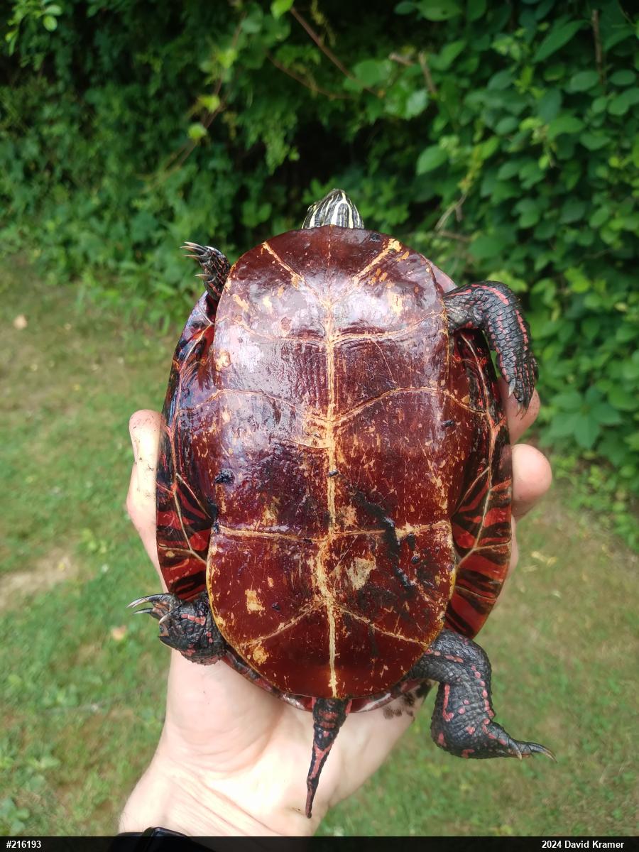Eastern Painted Turtle