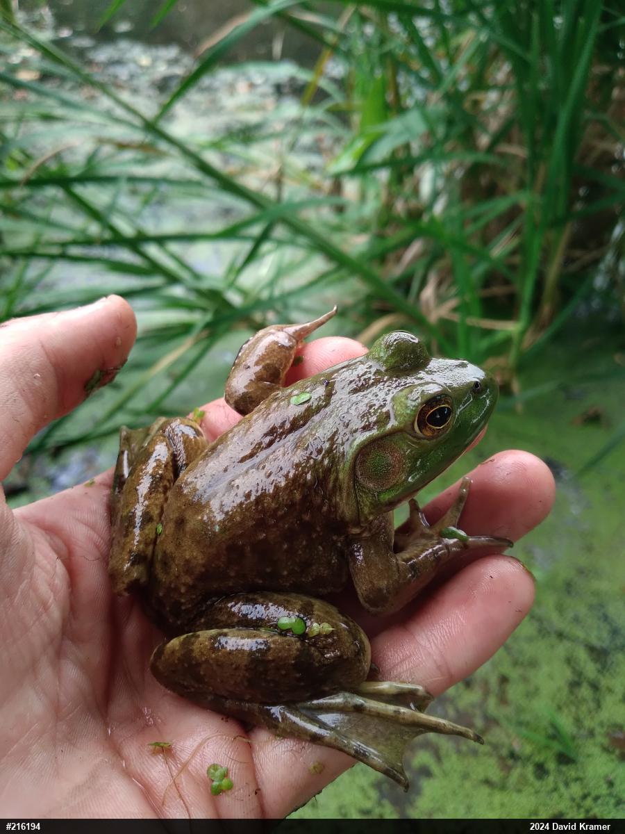 American Bullfrog
