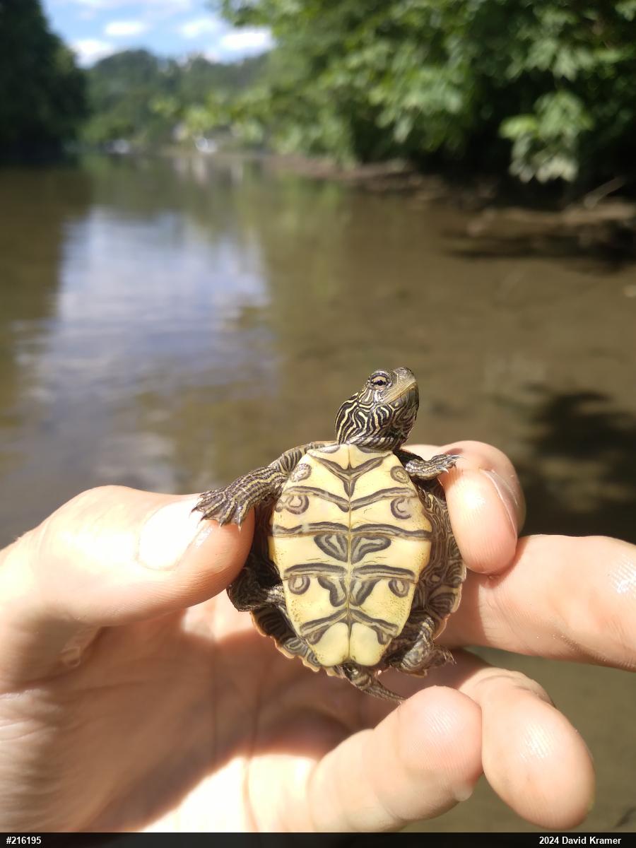 Northern Map Turtle