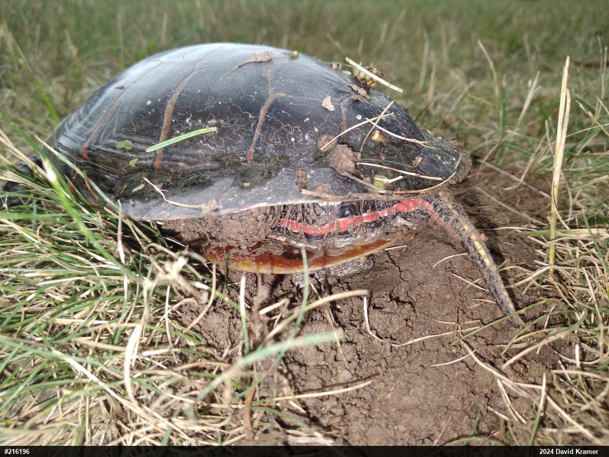 Eastern Painted Turtle