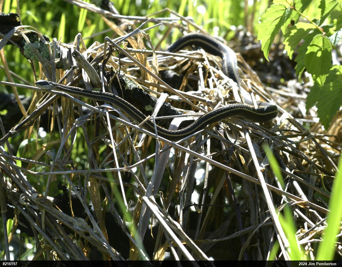 Northern Ribbonsnake