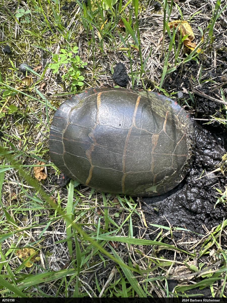 Painted Turtle