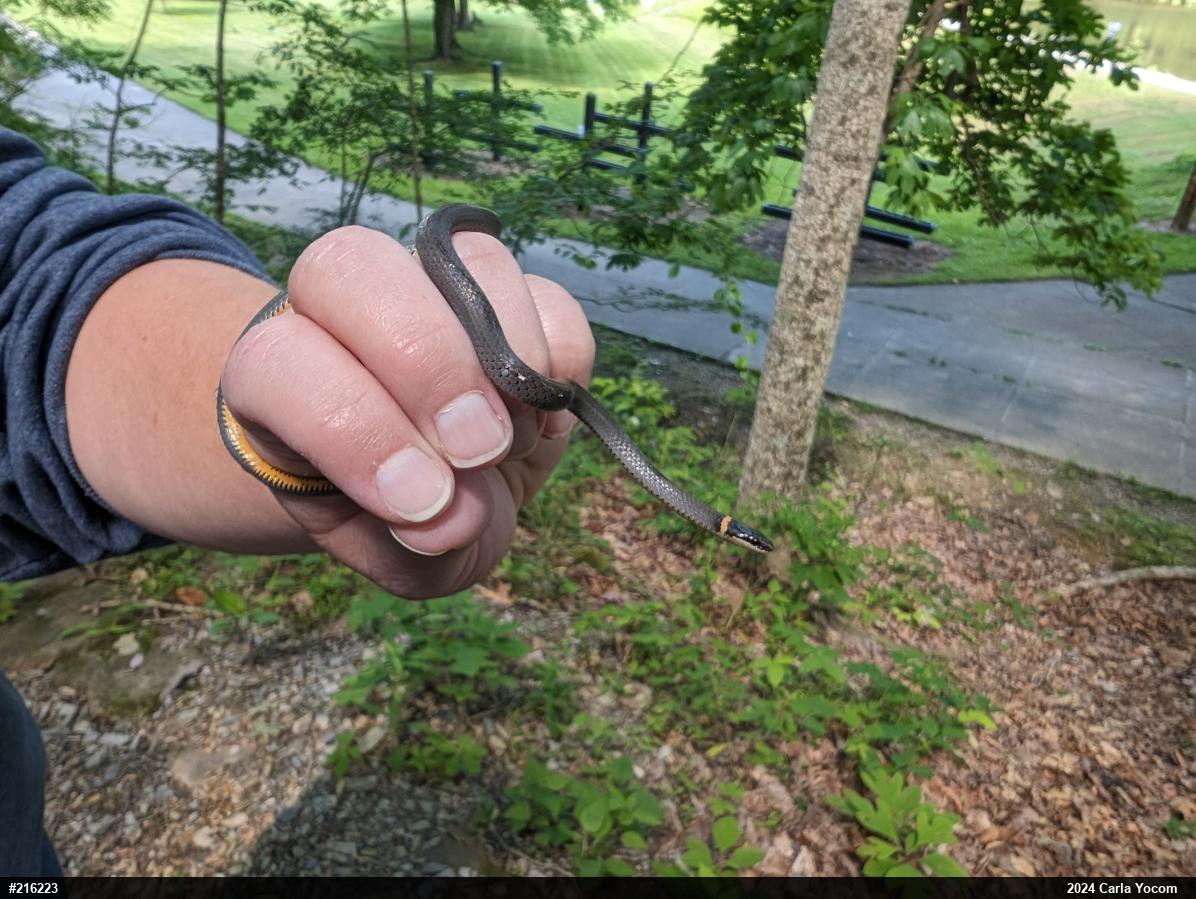 Northern Ring-necked Snake