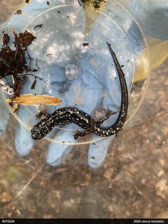 Northern Slimy Salamander