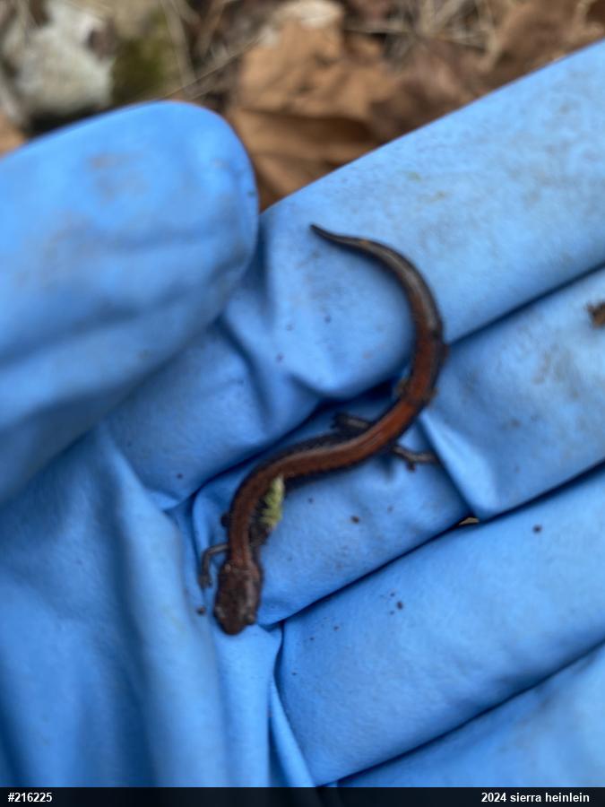 Eastern Red-backed  Salamander
