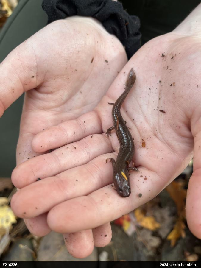 Northern Spring Salamander