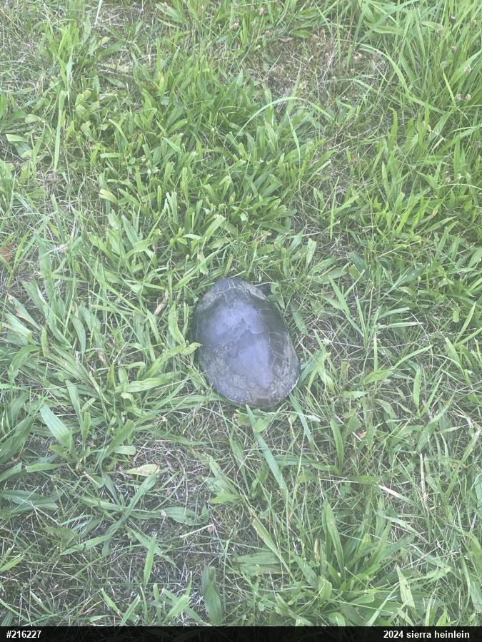 Painted Turtle
