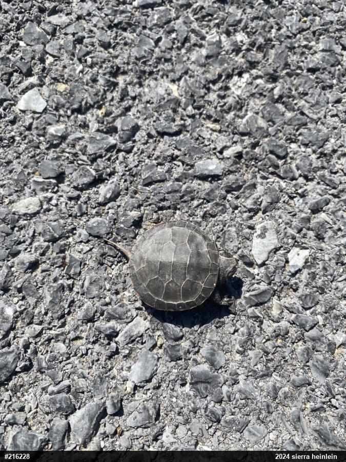 Painted Turtle