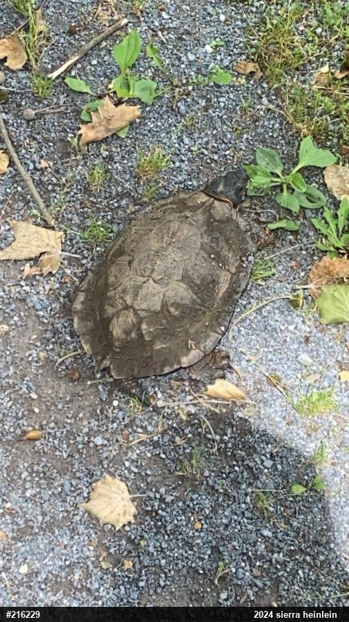 Wood Turtle